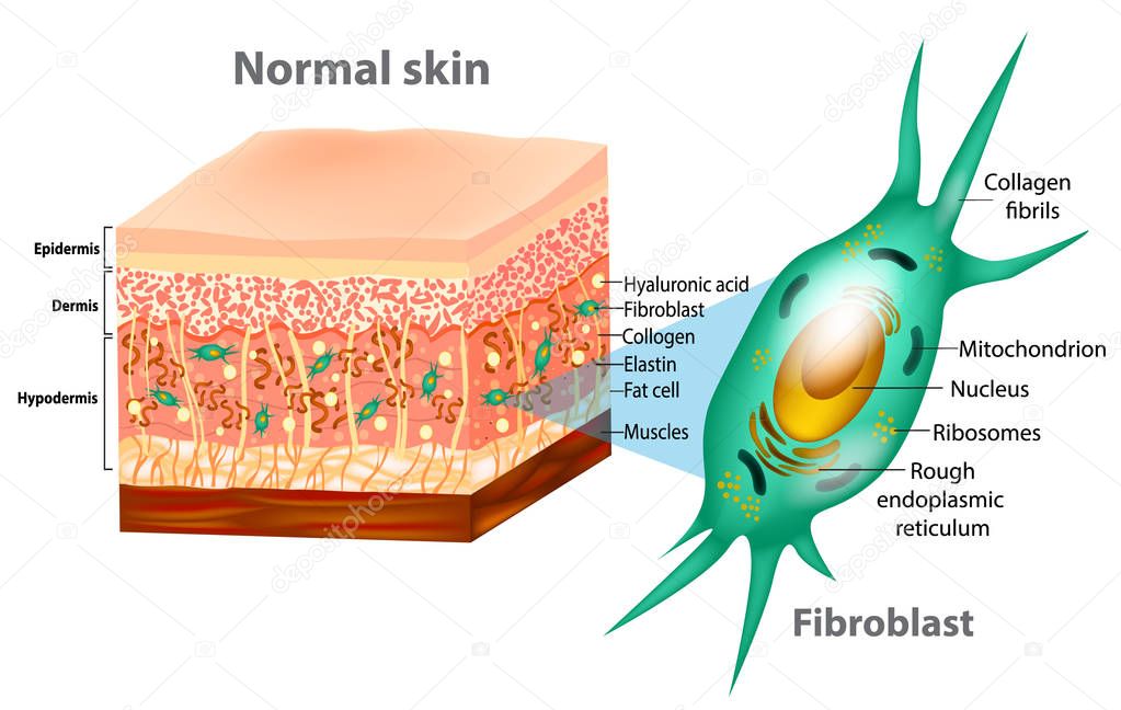 depositphotos_234844458-stock-illustration-fibroblast-human-skin-structure-muscles
